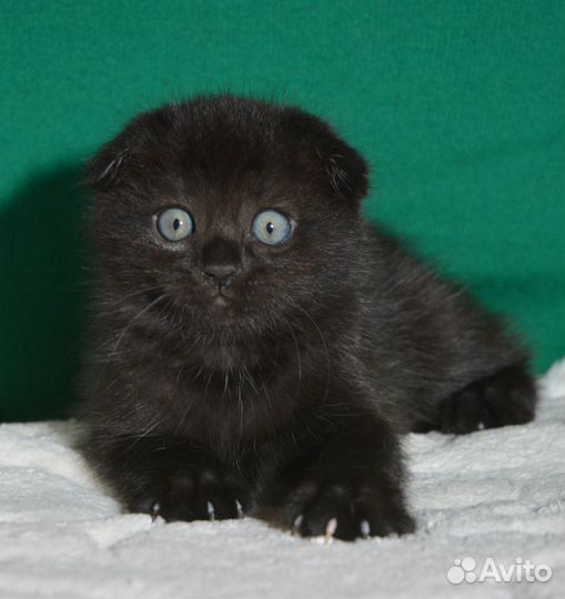 Вислоухий черный