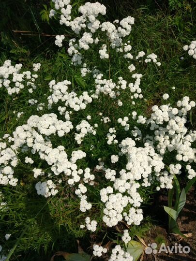 Гипсофила, жемчужина