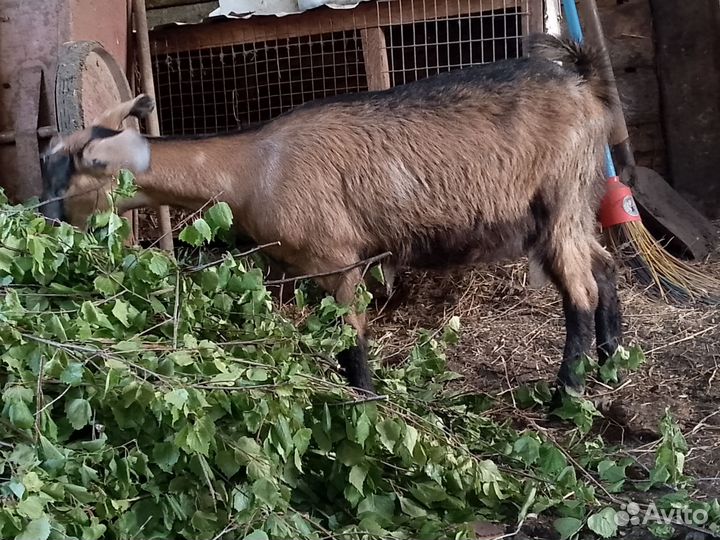 Нубийские козы и альпийские козлы