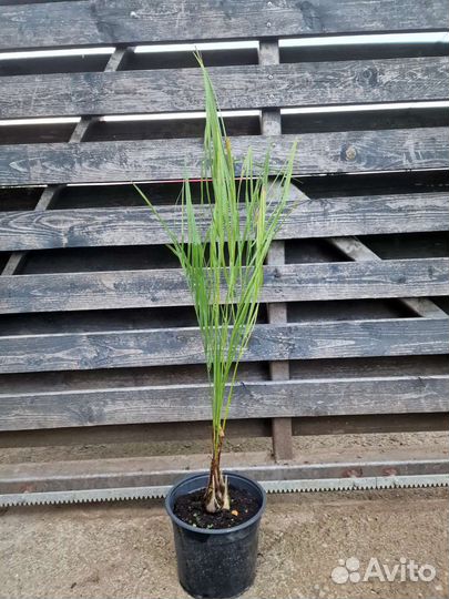 Пальмы бутия,хамеропс,сабаль,финик,вашингтония др