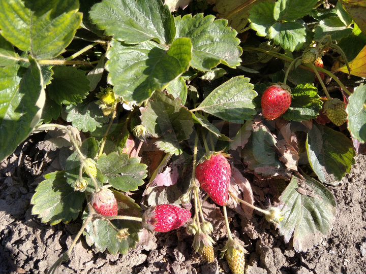 Участок 8 сот. (СНТ, ДНП)