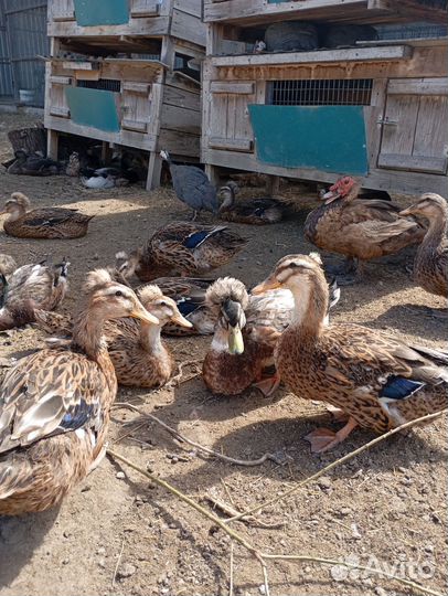 Русская хохлатая утка