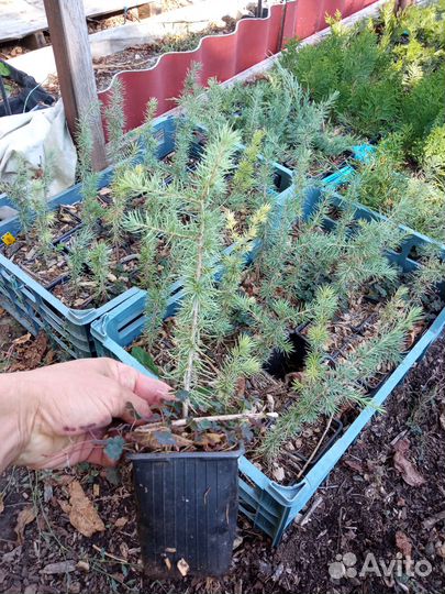 Кипарис, Можжевельник, Кедр