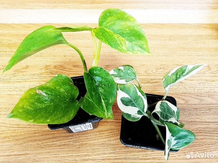 Сциндапус н-джой Эпипремнум