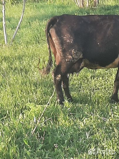 Корова высокоудойная