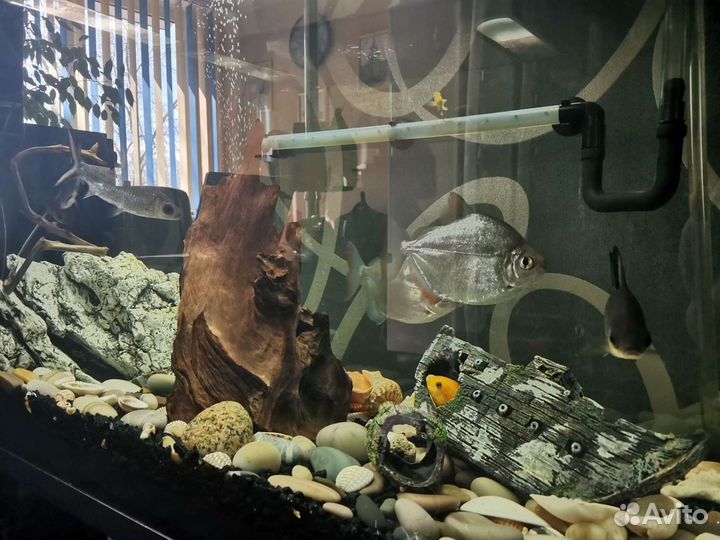Аквариум