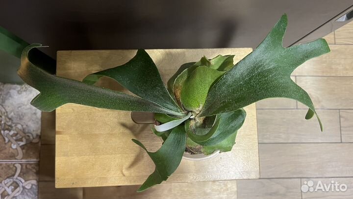 Платицериум оленьи рога