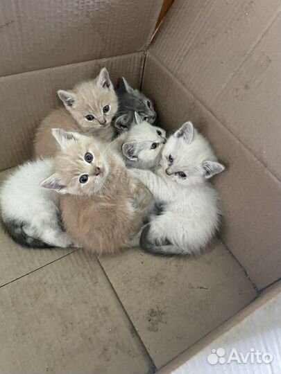 Котята в добрые руки