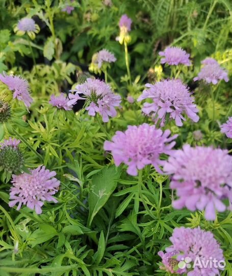 Многолетние цветы. Петунии и другие однолетние