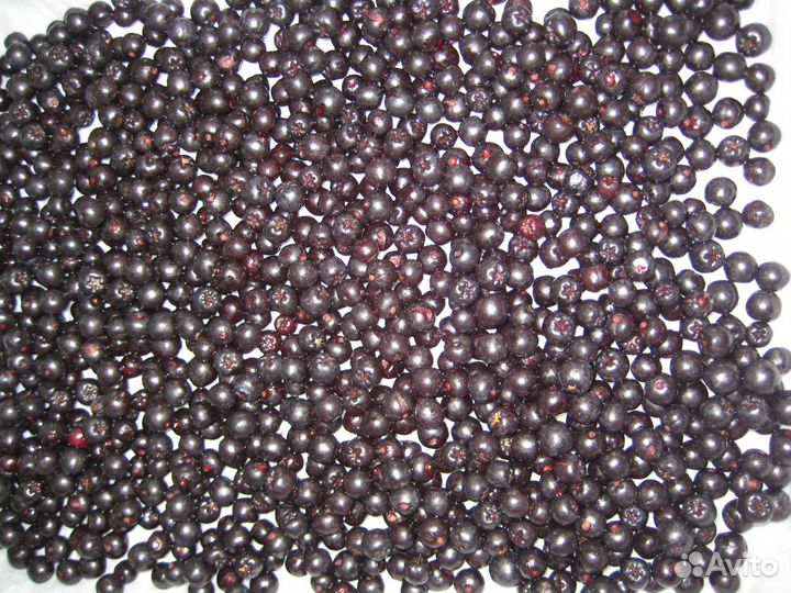 Черноплодная рябина ягода заморозка и свежая