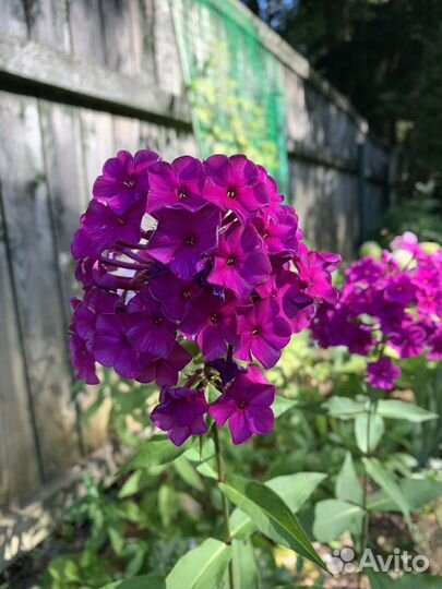 Флокс метельчатый и лилейник