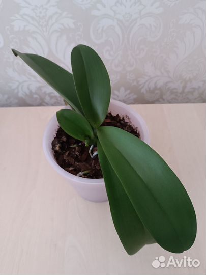 Орхидея фаленопсис