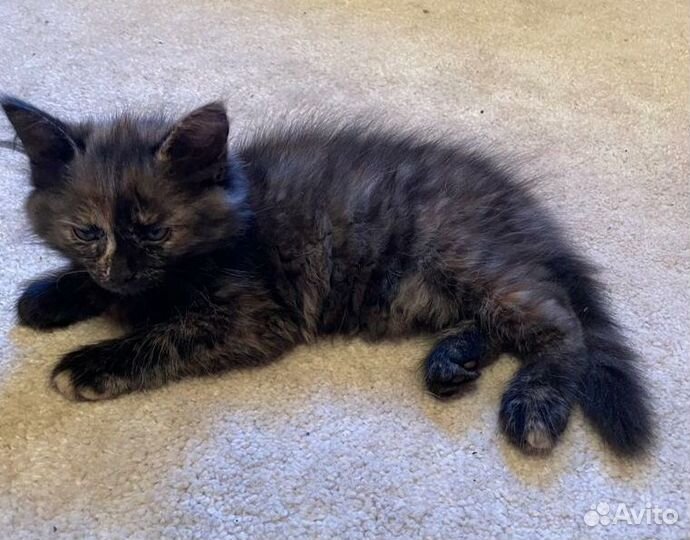 Пушистая Ася в дар