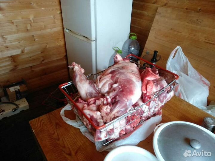 Вьетнамские поросята