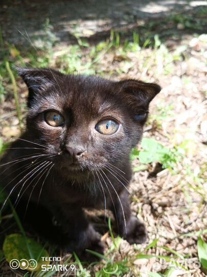 Кошка в дар