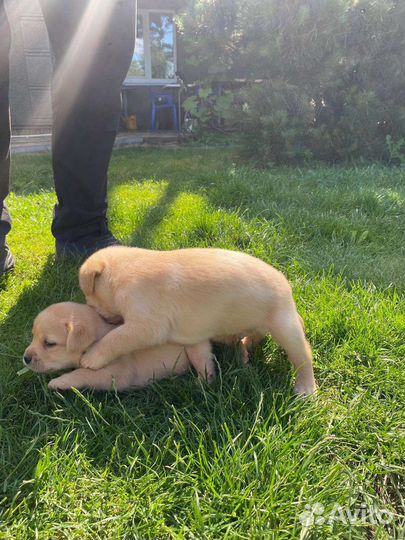 Щенки лабрадора