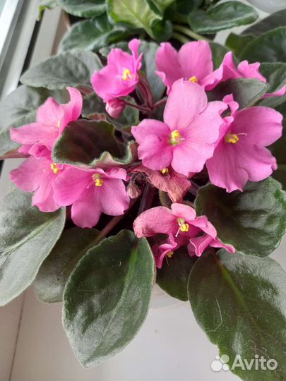 Фиалки 8 сортов