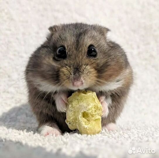 Передержка домашних животных