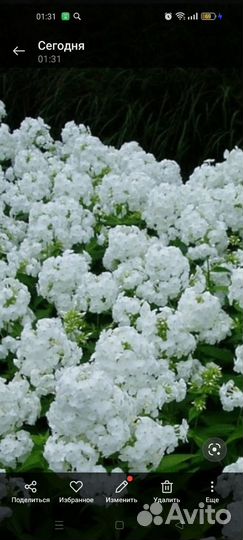 Цветы для сада