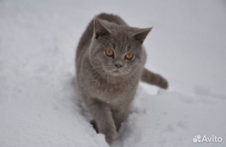 Кот ищет подругу