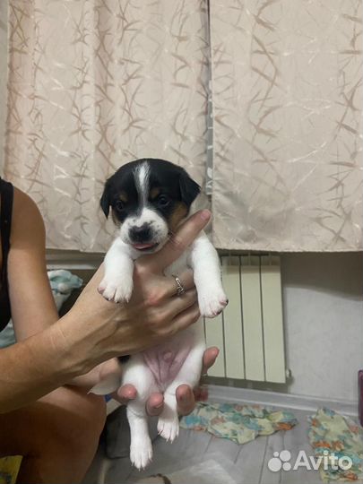 Щенки Джек Рассела