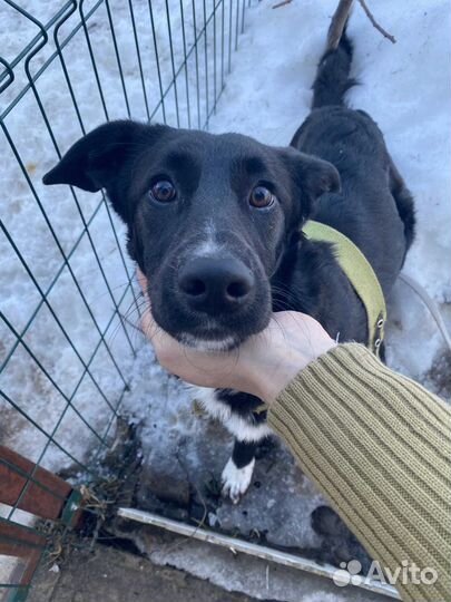 Ищет дом девочка красавица