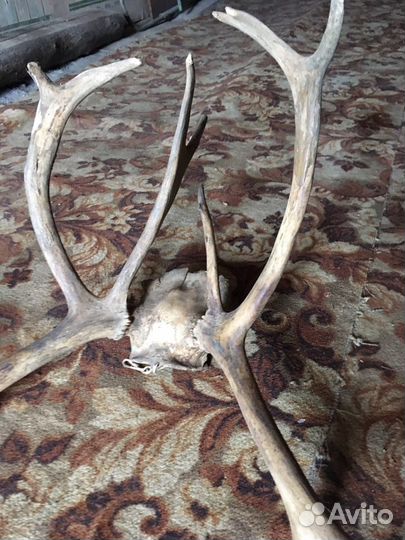 Рога оленя