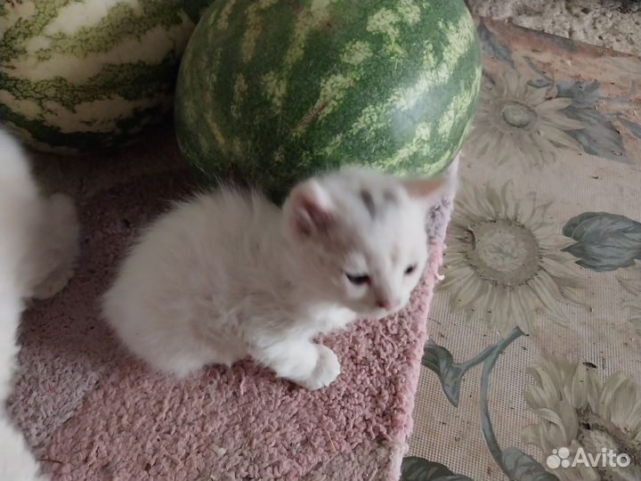 Котики силкерк рекс бесплатно в добрые руки