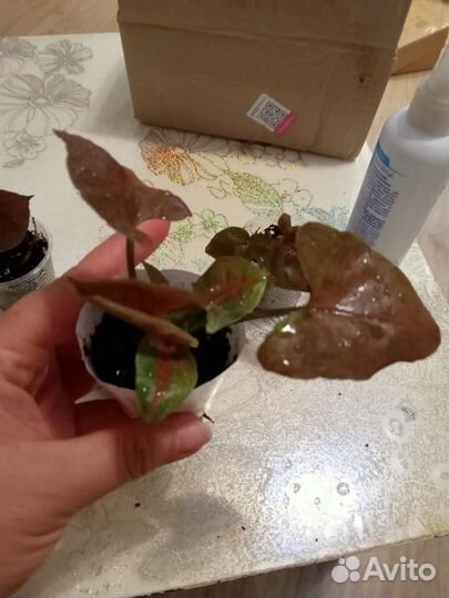 Сингониум Мария Дарк