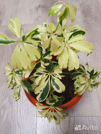 Шефлера жанин