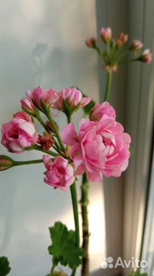 Пеларгония герань 