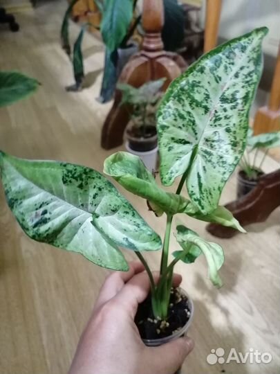 Сингониум яишница,конфети 3колор, ред спот биколор