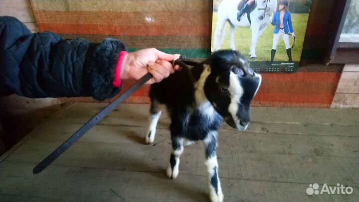 Козлята ламанча