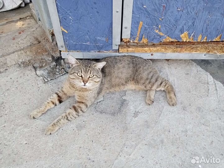 Котики молодые