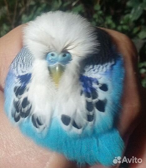 Попугаи амадины горлицы