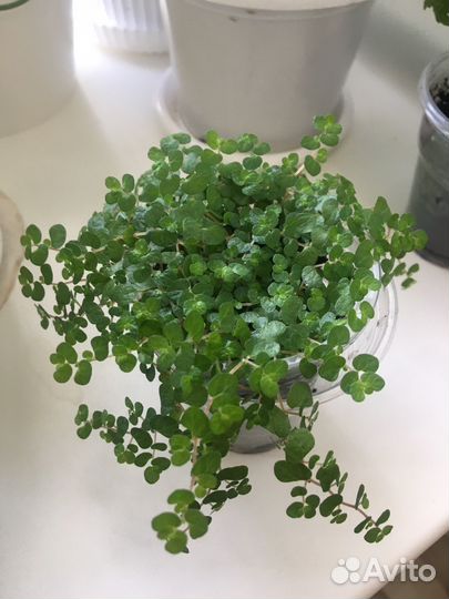 Солейролия