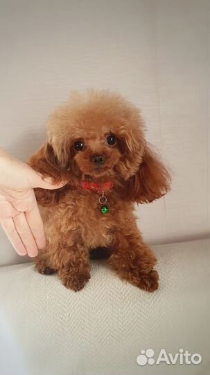 Вязка кобель тедди той-пудель