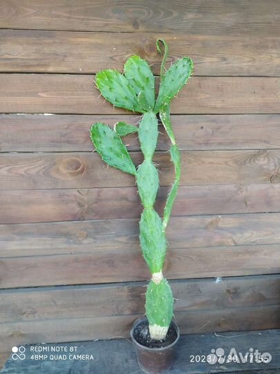 Кактус Опунция Бергера, 2 года