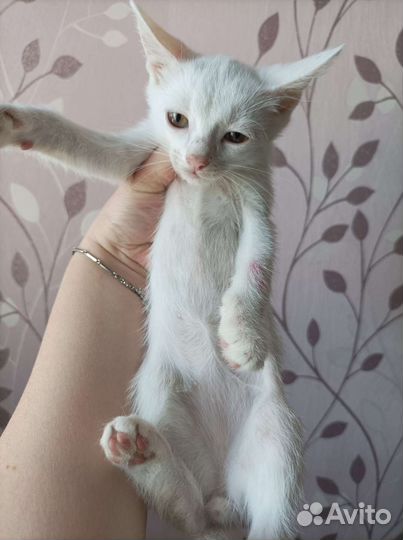 Котенок в добрые руки