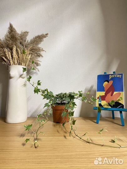 Плющ хедера