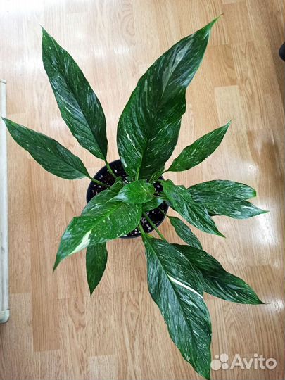 Спатифиллум Даймонд