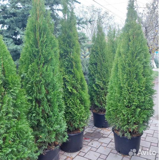 Туя Смарагд 1 метра и 2 метра