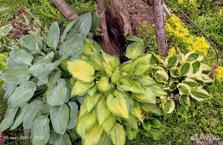 Хосты сортовые