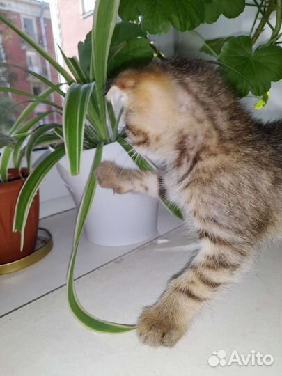 Шотландская вислоухая кошка бесплатно