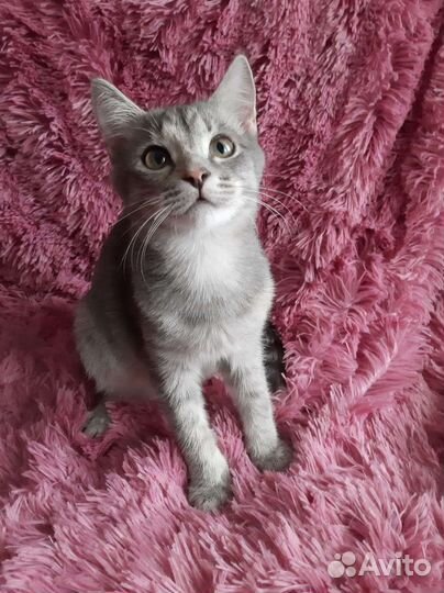 Умница и красавица