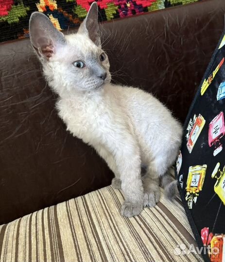 Котик девон рекс