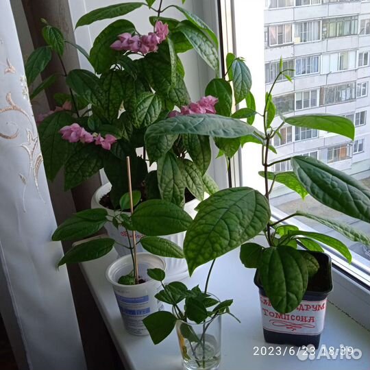 Клеродендрум Томпсона