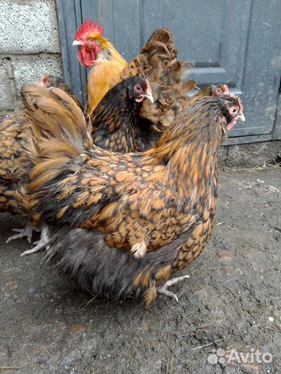 Петух орпингтон