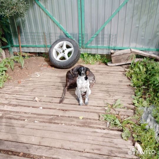 Щенки курцхаара