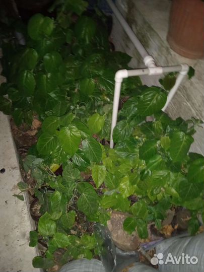 Гринадилла жёлтая(маракуя)